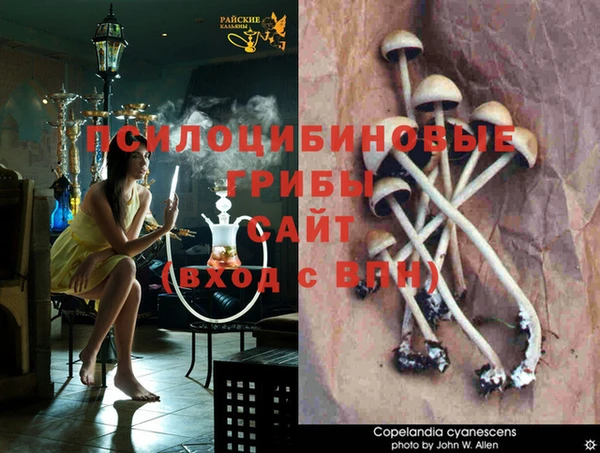 ГАЛЛЮЦИНОГЕННЫЕ ГРИБЫ Белокуриха